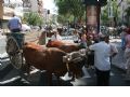 Feria de Ganado - 125 Feria de Ganado - 125
