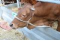 Feria de Ganado - 164