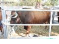 Feria de Ganado - 166