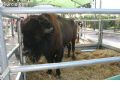 Feria de Ganado - 227