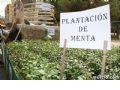 Bando de la Huerta - 80