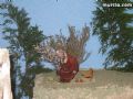 Belenes de Navidad en Murcia - 66