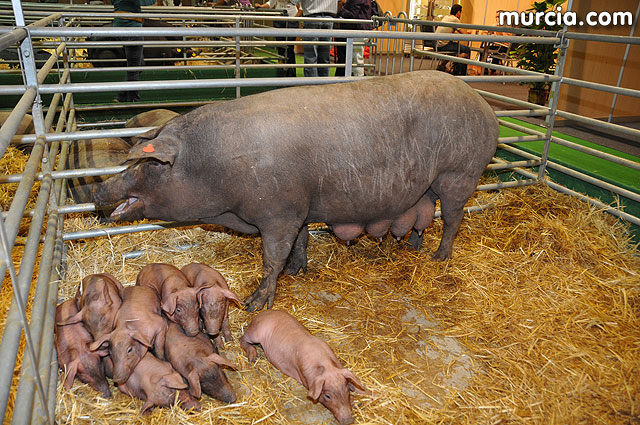Feria de ganado porcino en Lorca SEPOR 2009 - 42