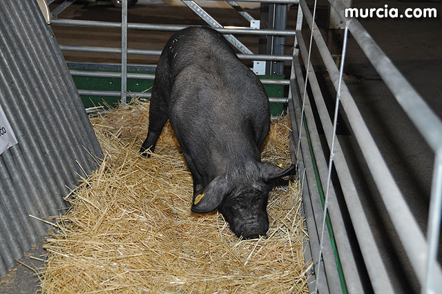 Feria de ganado porcino en Lorca SEPOR 2009 - 58