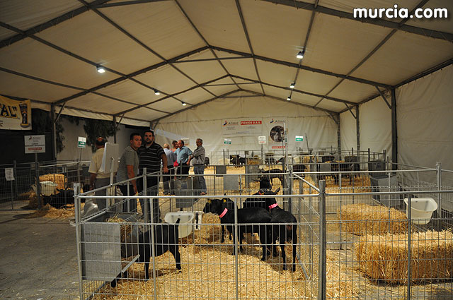 Feria de ganado porcino en Lorca SEPOR 2009 - 93