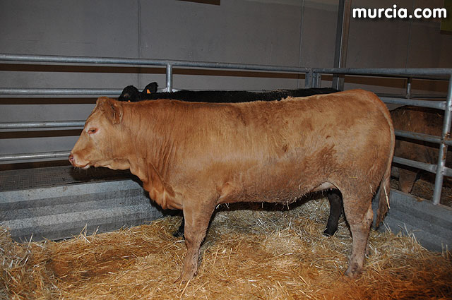 Feria de ganado porcino en Lorca SEPOR 2009 - 113