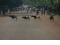 Burkina Faso - 9