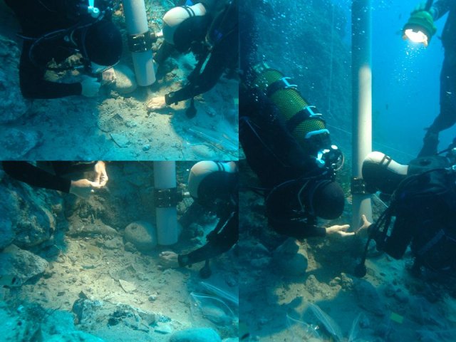 Yacimiento subacutico Bajo de la Campana - 116