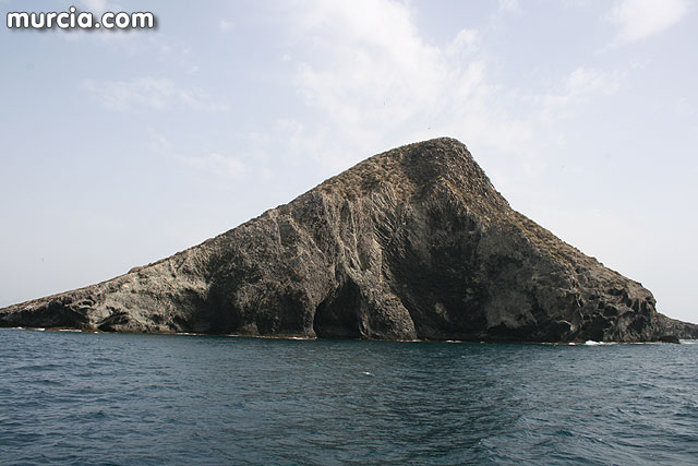 Isla Grosa - Gaviota de Audouin (Larus audouinii) - 55