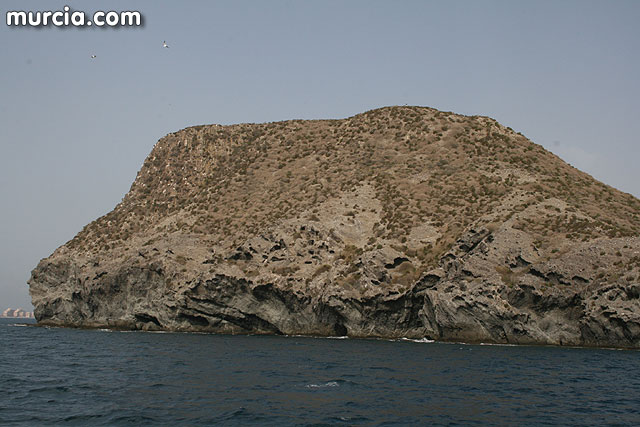 Isla Grosa - Gaviota de Audouin (Larus audouinii) - 61