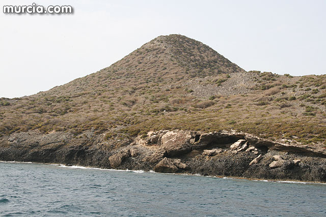 Isla Grosa - Gaviota de Audouin (Larus audouinii) - 64