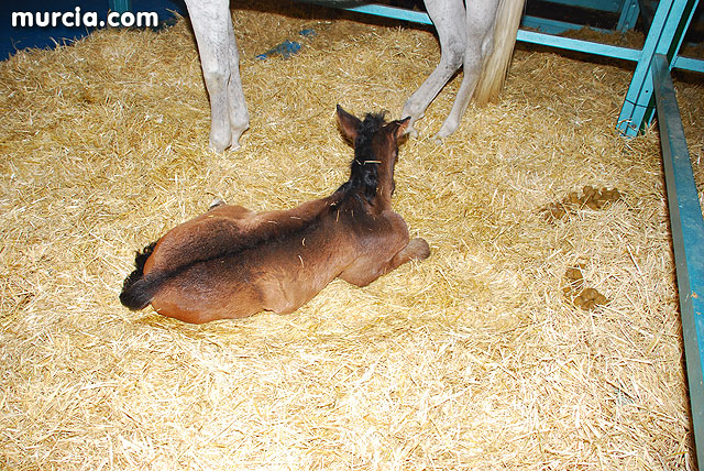 XIII Saln Nacional de Caballos de Pura Raza de Murcia (Equimur) - 5