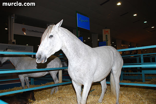 XIII Saln Nacional de Caballos de Pura Raza de Murcia (Equimur) - 6