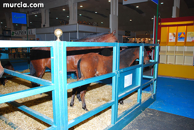 XIII Saln Nacional de Caballos de Pura Raza de Murcia (Equimur) - 7