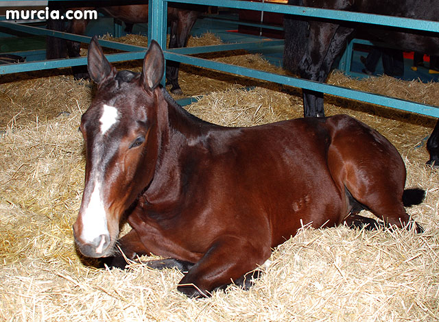 XIII Saln Nacional de Caballos de Pura Raza de Murcia (Equimur) - 11