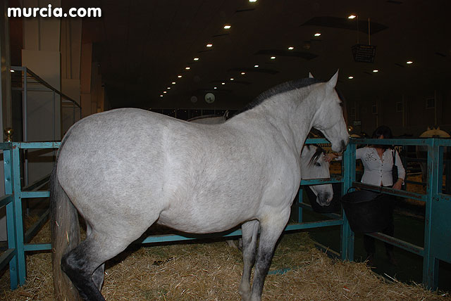 XIII Saln Nacional de Caballos de Pura Raza de Murcia (Equimur) - 12