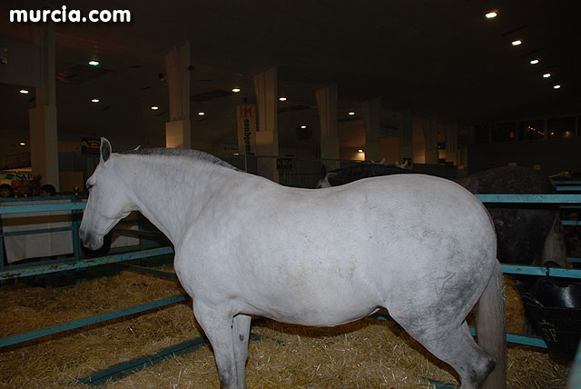 XIII Saln Nacional de Caballos de Pura Raza de Murcia (Equimur) - 15