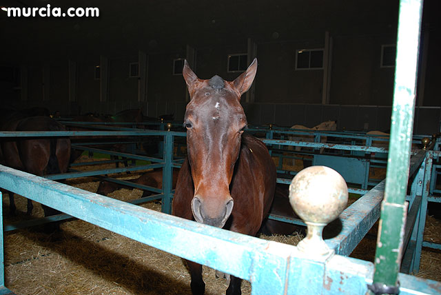 XIII Saln Nacional de Caballos de Pura Raza de Murcia (Equimur) - 16