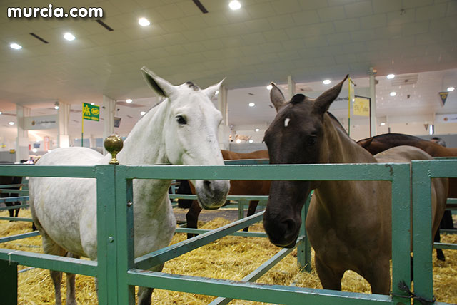 XIII Saln Nacional de Caballos de Pura Raza de Murcia (Equimur) - 19