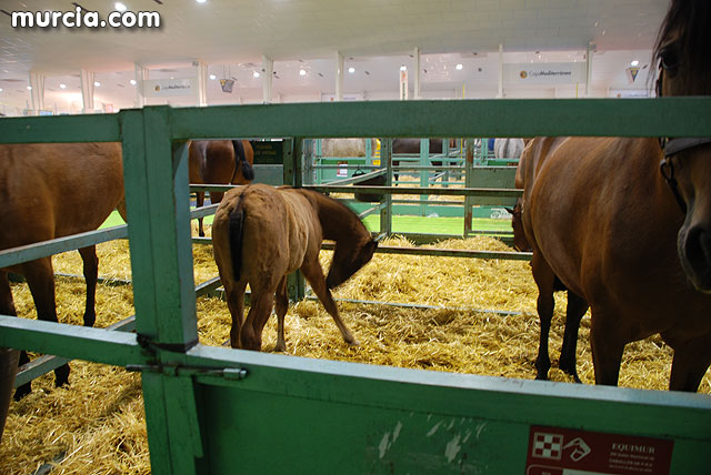 XIII Saln Nacional de Caballos de Pura Raza de Murcia (Equimur) - 21