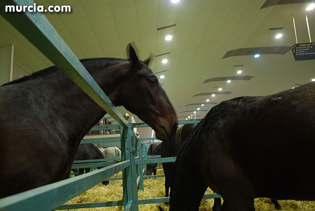 XIII Saln Nacional de Caballos de Pura Raza de Murcia (Equimur) - 22