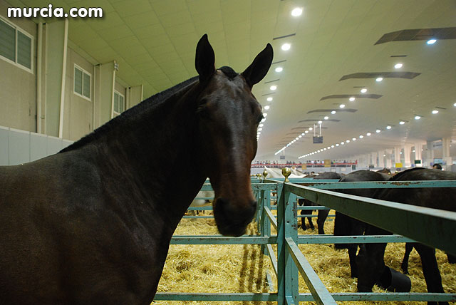 XIII Saln Nacional de Caballos de Pura Raza de Murcia (Equimur) - 25