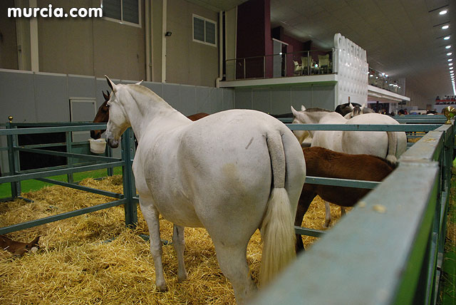 XIII Saln Nacional de Caballos de Pura Raza de Murcia (Equimur) - 27