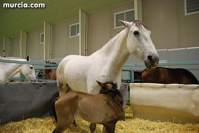 XIII Saln Nacional de Caballos de Pura Raza de Murcia (Equimur) - 30