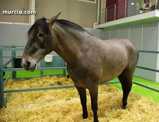 XIII Saln Nacional de Caballos de Pura Raza de Murcia (Equimur) - 32