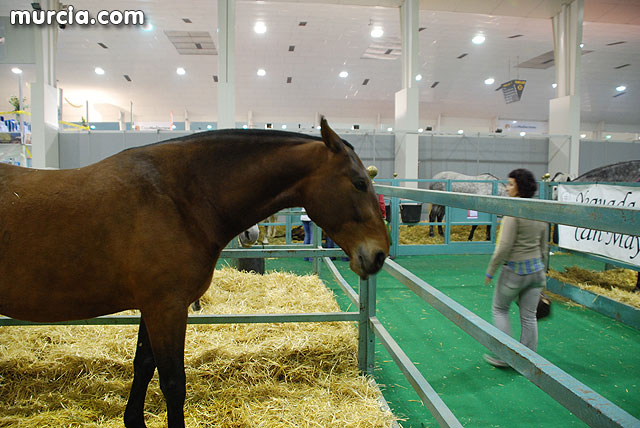 XIII Saln Nacional de Caballos de Pura Raza de Murcia (Equimur) - 36