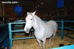 Equimur 2008 - 3