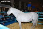 Equimur 2008 - 4