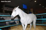 Equimur 2008 - 6