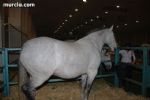 Equimur 2008 - 12