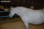 Equimur 2008 - 13