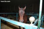 Equimur 2008 - 16