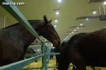 Equimur 2008 - 22