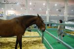 Equimur 2008 - 36