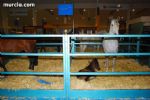 Equimur 2008 - 90