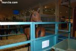 Equimur 2008 - 94