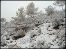 Nevada en Sierra Espua. Enero'06. Fotos: Proteccion Civil Totana