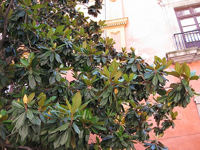 CORPUS CHRISTI. Granada 2010 - 85