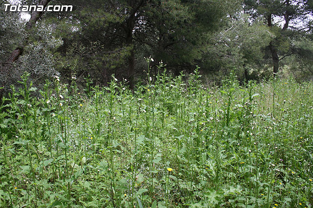 PA.DI.SI.TO. - DIA INTERNACIONAL DE LA FAMILIA  2010 - 20