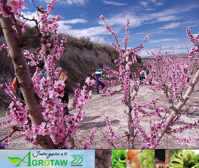Senderistas de Totana disfrutaron del espectáculo de la floración de los frutales de Cieza - 7