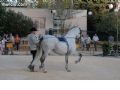 Espectaculo ecuestre - 115 Espectaculo ecuestre - 115