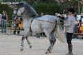 Espectaculo ecuestre - 130 Espectaculo ecuestre - 130