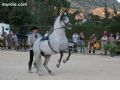 Espectaculo ecuestre - 138 Espectaculo ecuestre - 138