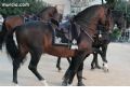 Espectaculo ecuestre - 178 Espectaculo ecuestre - 178