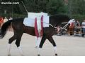 Espectaculo ecuestre - 212 Espectaculo ecuestre - 212