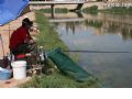 Concurso de Pesca Río Segura - 15 Concurso de Pesca Río Segura - 15
